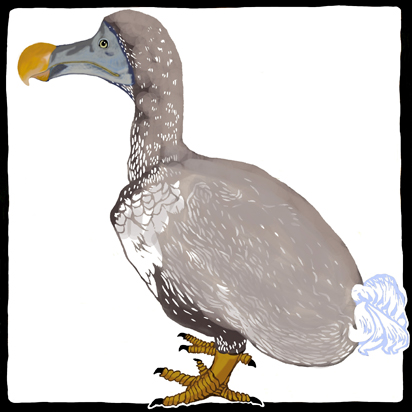 dodo picture